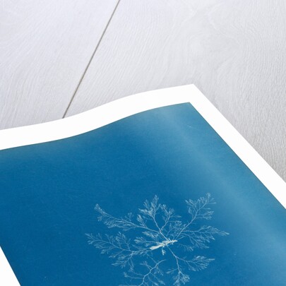 Straggly tail weed by Anna Atkins