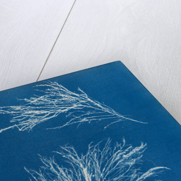 Rhodomela subfusca by Anna Atkins