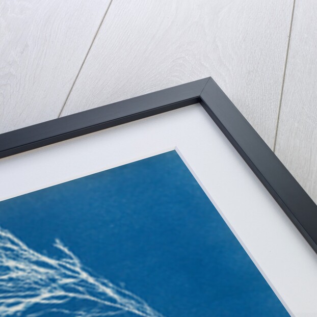 Rhodomela subfusca by Anna Atkins