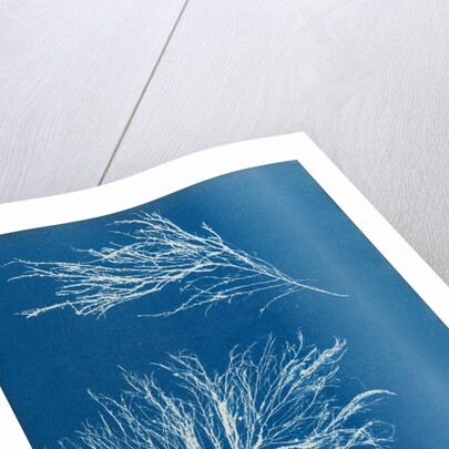 Rhodomela subfusca by Anna Atkins