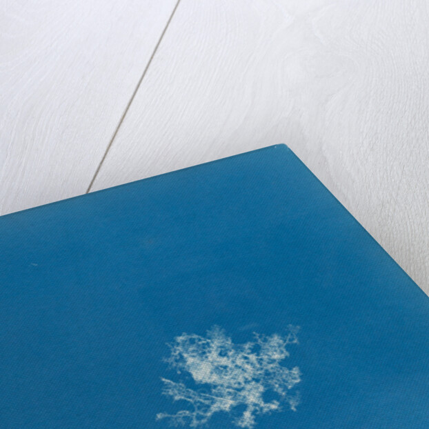 Rhodomela scorpoidies by Anna Atkins