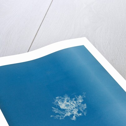 Rhodomela scorpoidies by Anna Atkins