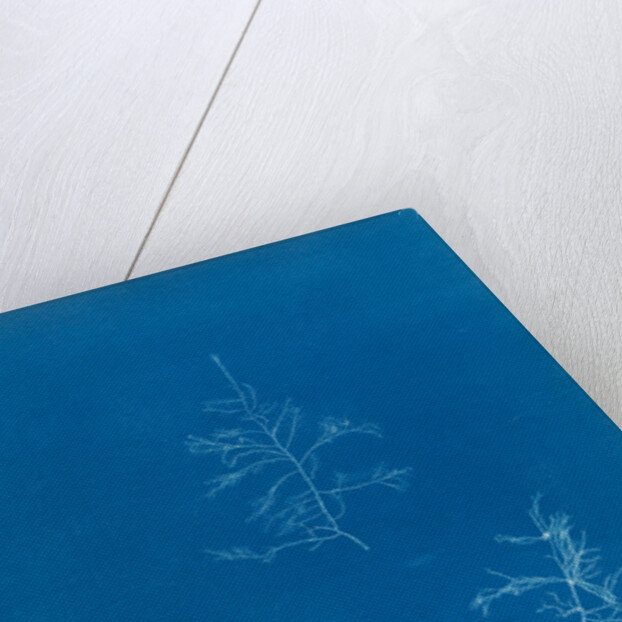 Bonnemaisonie asparagoides by Anna Atkins