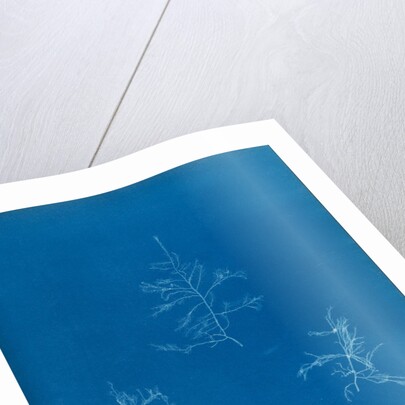 Bonnemaisonie asparagoides by Anna Atkins