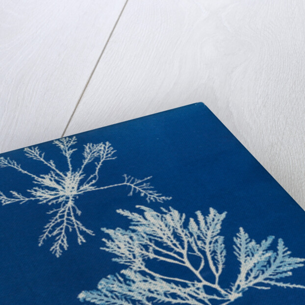 Pepper dulse by Anna Atkins