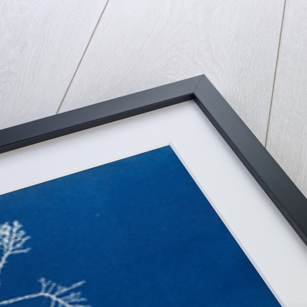 Pepper dulse by Anna Atkins