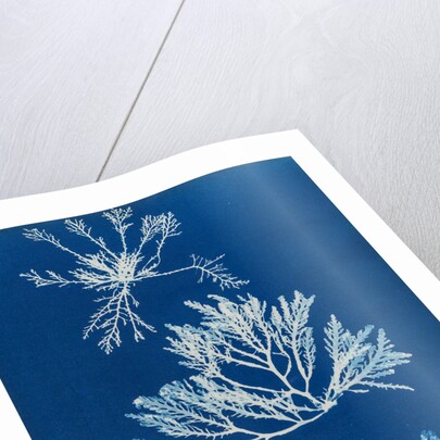 Pepper dulse by Anna Atkins