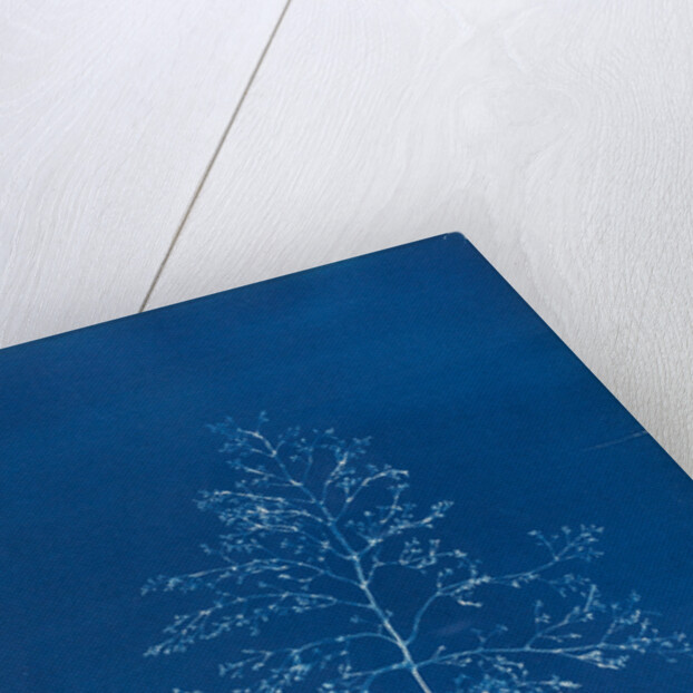 Prickly tang by Anna Atkins