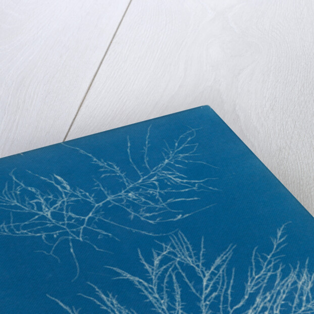 Laurencia tenuissima by Anna Atkins