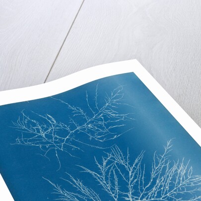 Laurencia tenuissima by Anna Atkins