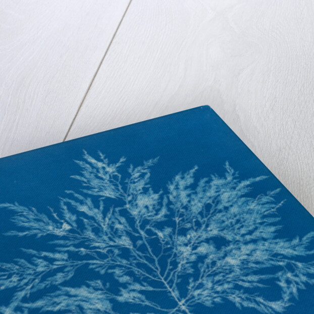 Chylocladia clavellosa by Anna Atkins