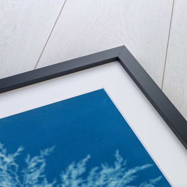 Chylocladia clavellosa by Anna Atkins