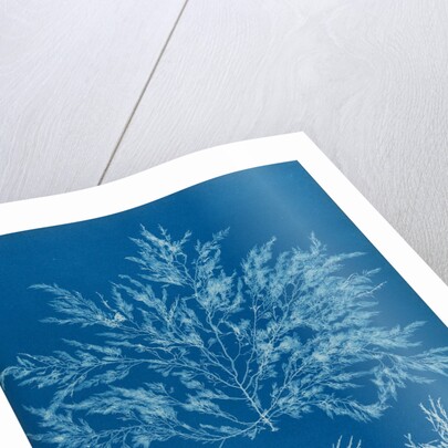 Chylocladia clavellosa by Anna Atkins