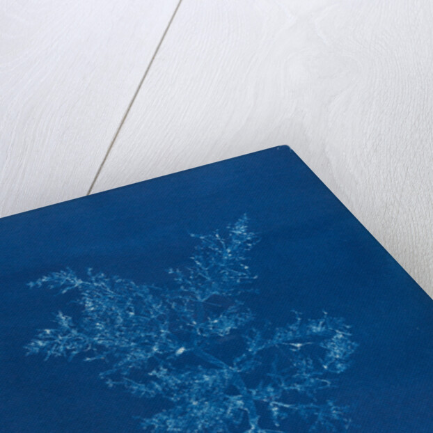 Juicy whorl weed by Anna Atkins