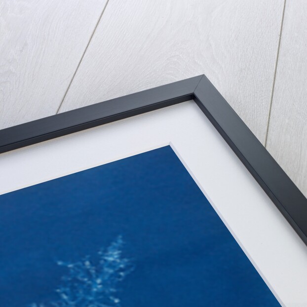 Juicy whorl weed by Anna Atkins