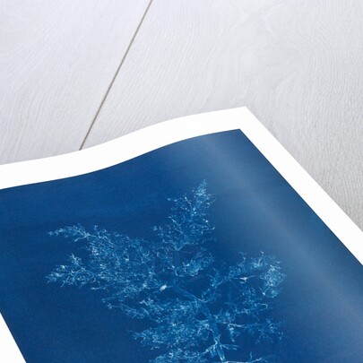 Juicy whorl weed by Anna Atkins