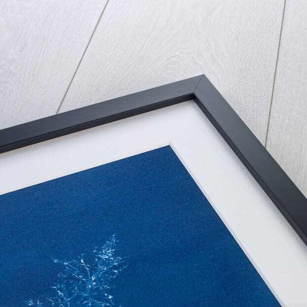 Juicy whorl weed by Anna Atkins