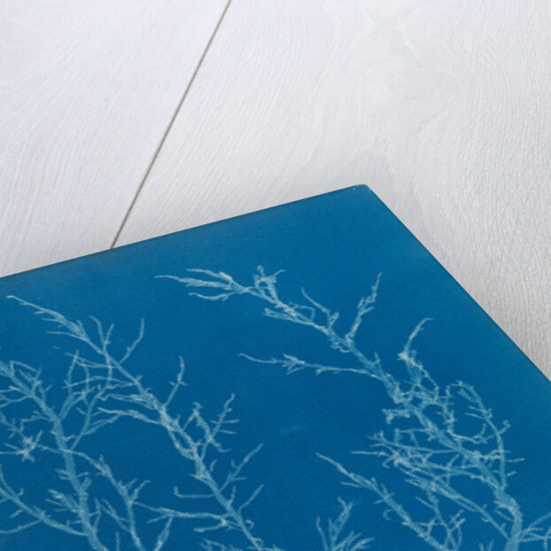 Juicy whorl weed by Anna Atkins