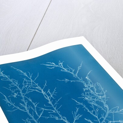 Juicy whorl weed by Anna Atkins