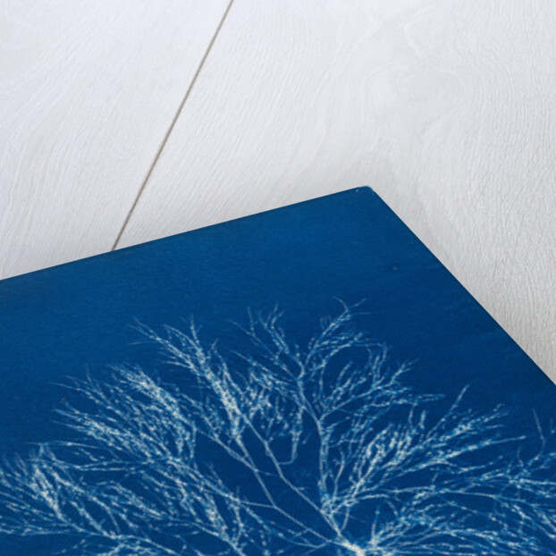 Gigartina purpurascens (in fruit) by Anna Atkins