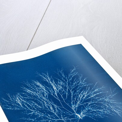 Gigartina purpurascens (in fruit) by Anna Atkins