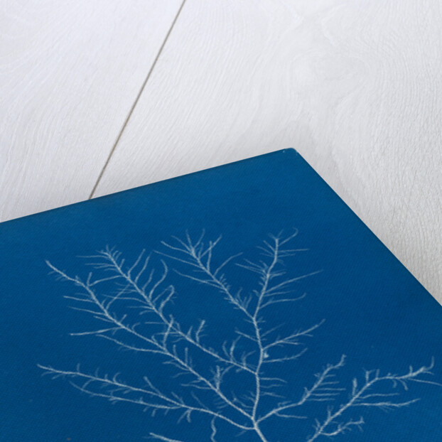 Gigartina purpurascens by Anna Atkins