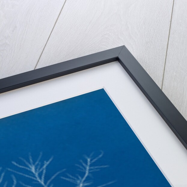 Gigartina purpurascens by Anna Atkins