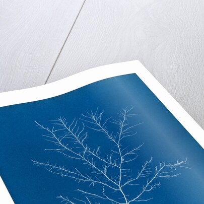 Gigartina purpurascens by Anna Atkins