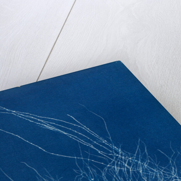 Gigartina confervoides by Anna Atkins