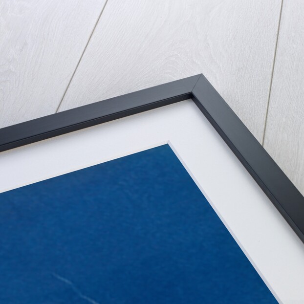 Gigartina confervoides by Anna Atkins