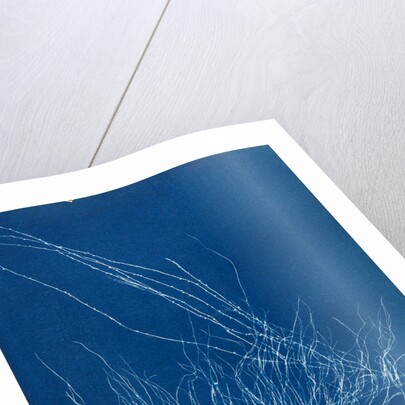 Gigartina confervoides by Anna Atkins