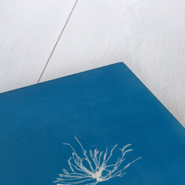 Gigartina erecta by Anna Atkins