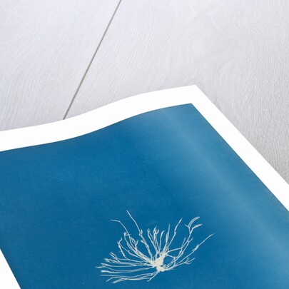 Gigartina erecta by Anna Atkins