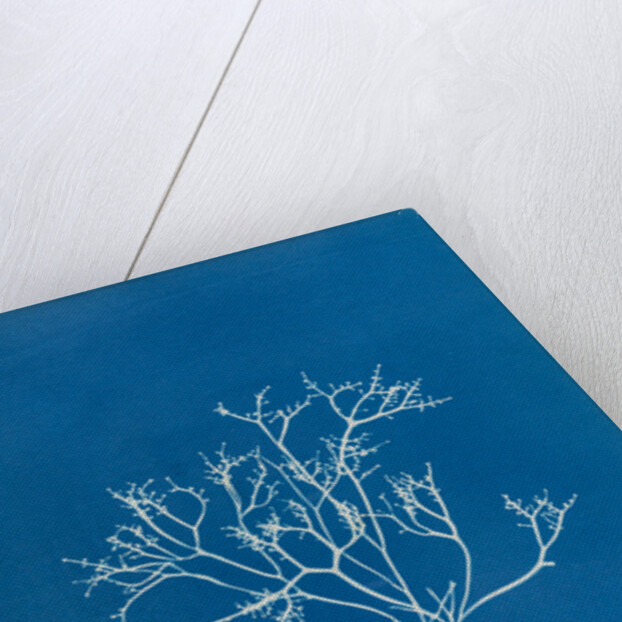 Pestle weed by Anna Atkins