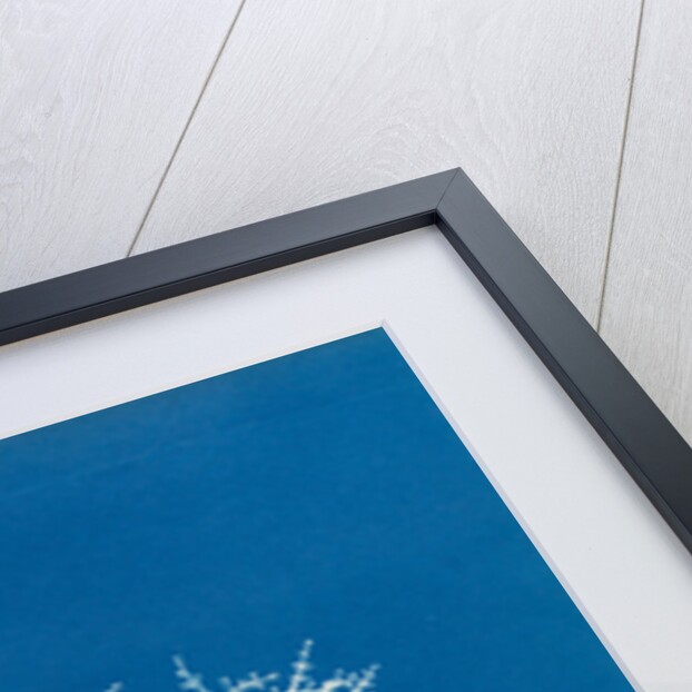 Pestle weed by Anna Atkins