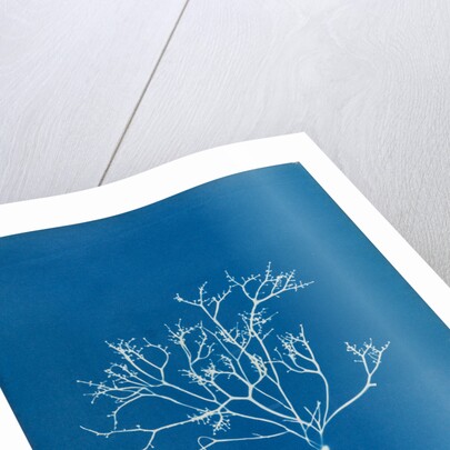 Pestle weed by Anna Atkins