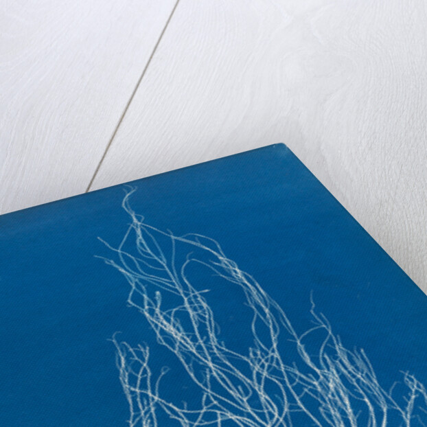 Gigartina acicularis by Anna Atkins