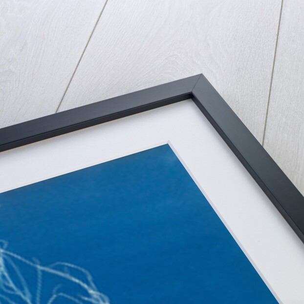 Gigartina acicularis by Anna Atkins