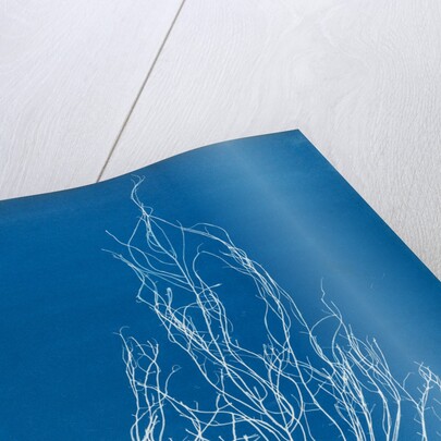 Gigartina acicularis by Anna Atkins