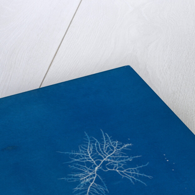 Gigartina teedii by Anna Atkins