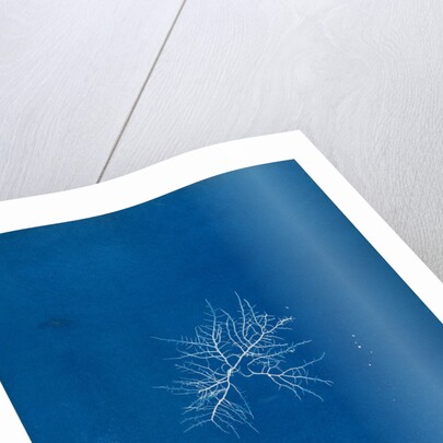 Gigartina teedii by Anna Atkins