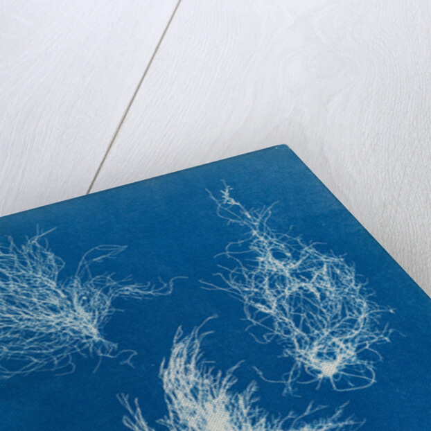 Gigartina plicata by Anna Atkins