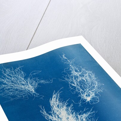 Gigartina plicata by Anna Atkins