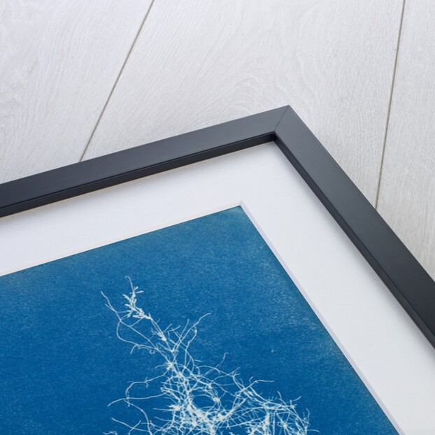 Gigartina plicata by Anna Atkins
