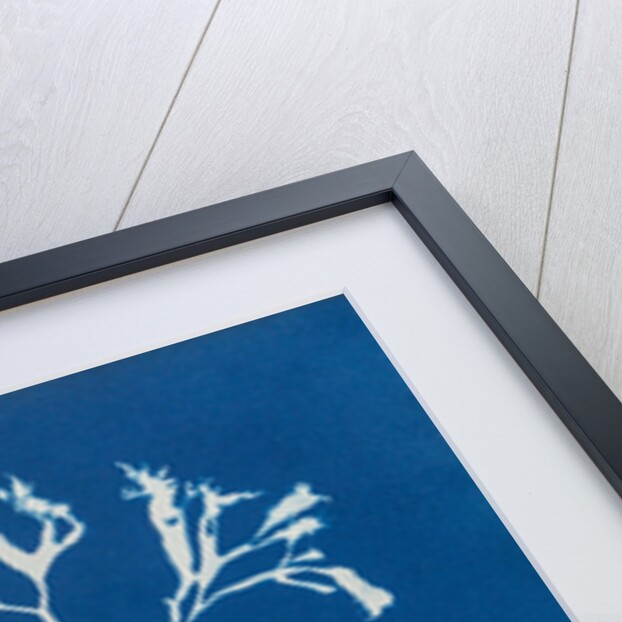 Chondrus mamillosus by Anna Atkins