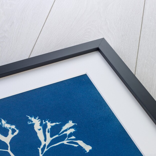 Chondrus mamillosus by Anna Atkins