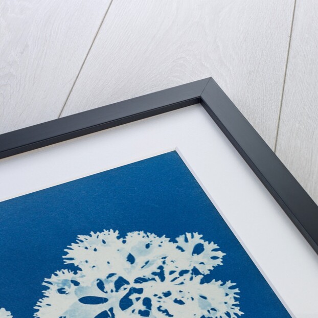 Irish moss by Anna Atkins