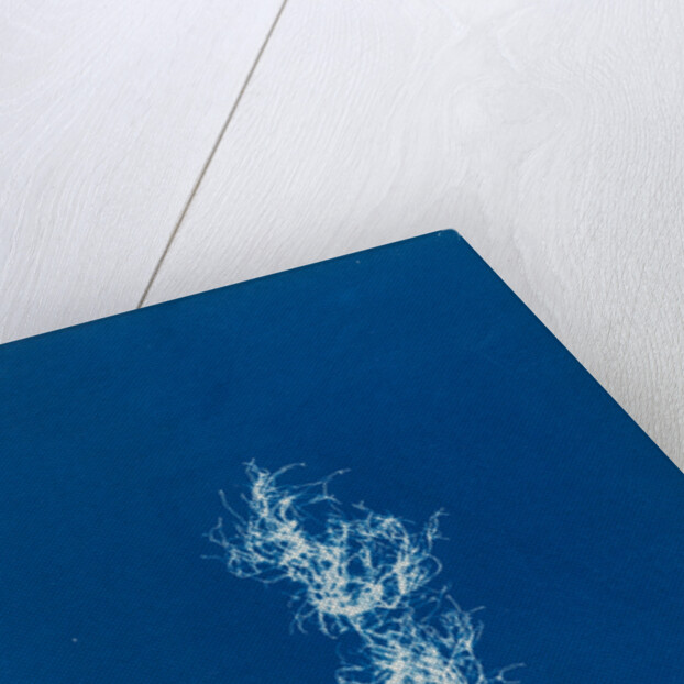 Irish moss by Anna Atkins