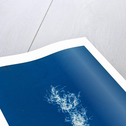 Irish moss by Anna Atkins