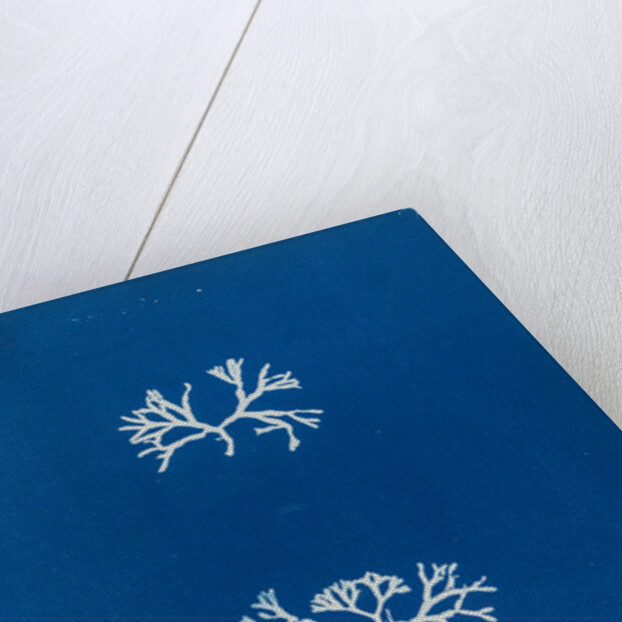 Chrondrus norvegicus by Anna Atkins